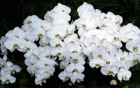 Ý nghĩa hoa phong lan trắng