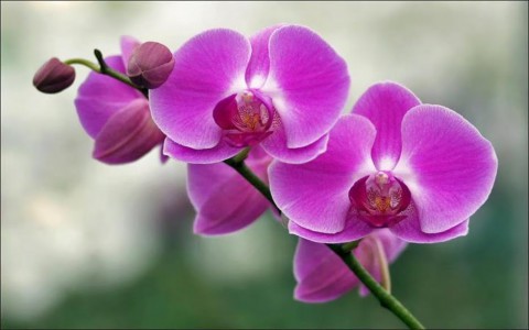 Hoa phong lan: Loài hoa của vẻ đẹp quý tộc